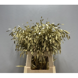 Chasmanthium Goud