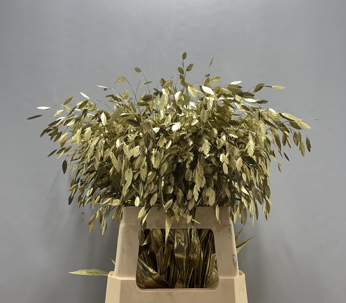 Chasmanthium Goud