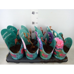 Paeonia suffruticosa   ...mix