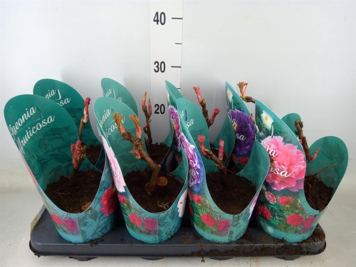 <h4>Paeonia suffruticosa ...mix</h4>