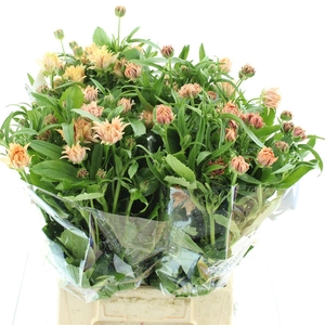 Ran Nat Moderna Cosmo