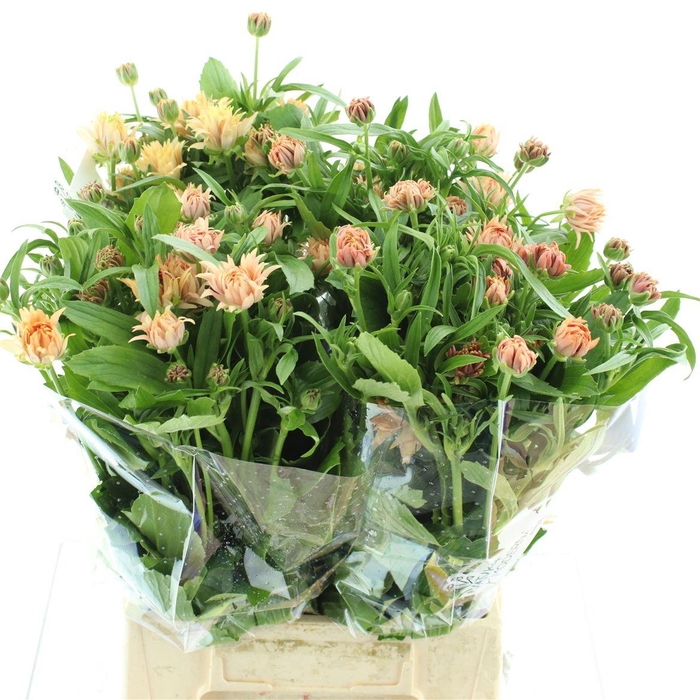 <h4>Ran Nat Moderna Cosmo</h4>