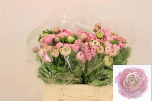 <h4>RAN EL PINK</h4>