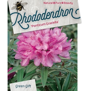 Rhodo. 'Graziella' red/pink