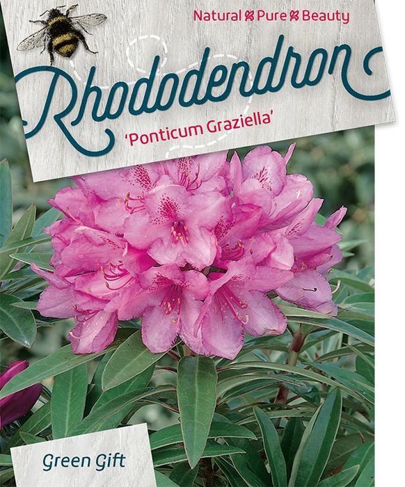 <h4>Rhodo. 'Graziella' red/pink</h4>