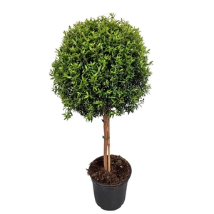 MYRTUS COM