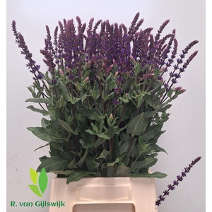 SALVIA NEM CARADONNA
