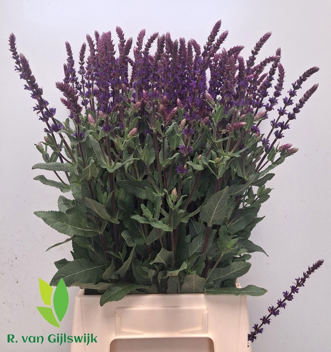 <h4>SALVIA NEM CARADONNA</h4>