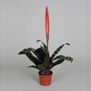 Vriesea Splenriet rood 'Splenriet'