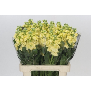 MATTH IRON YELLOW
