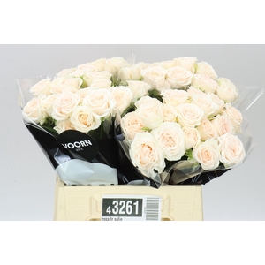 Rosa Tr Sofie