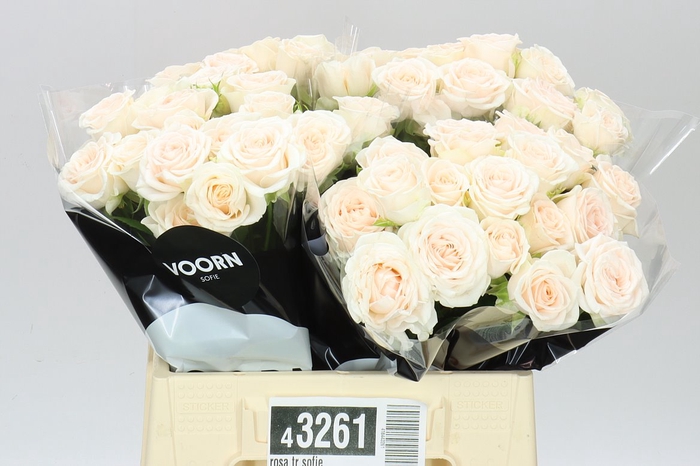 <h4>Rosa Tr Sofie</h4>