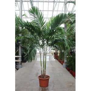 Veitchia merrillii 3pp