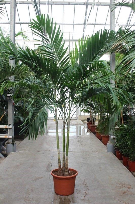 <h4>Veitchia merrillii 3pp</h4>