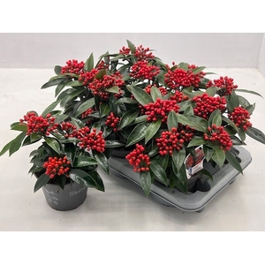 Skimmia jap. reevesiana 15Ø 20cm 5fl