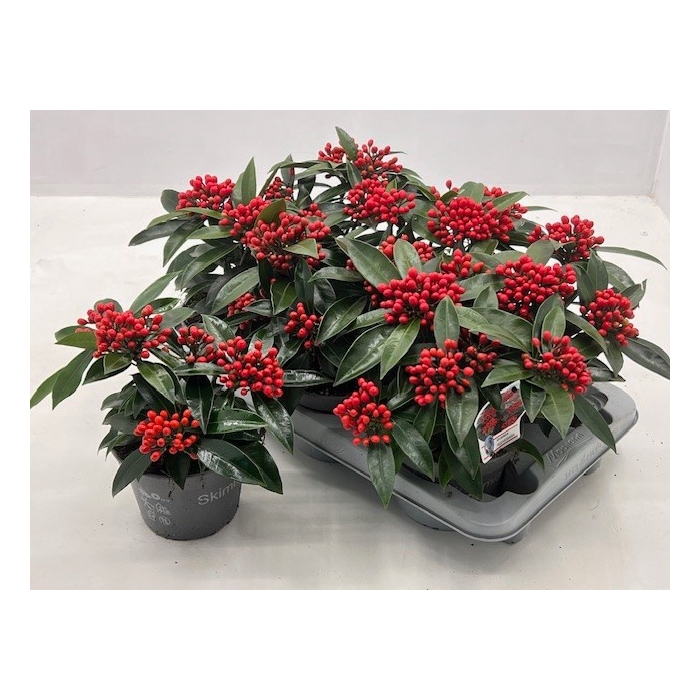<h4>Skimmia jap. reevesiana 15Ø 20cm 5fl</h4>