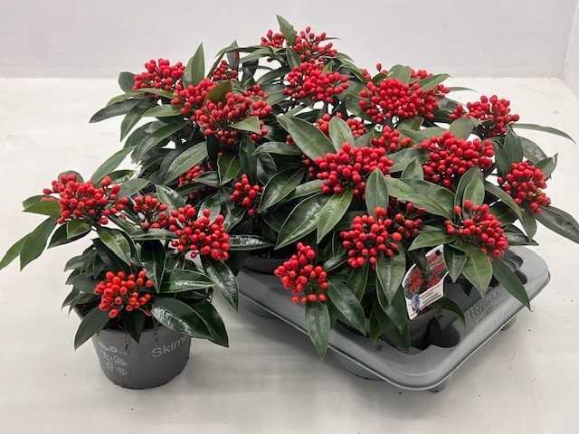 Skimmia jap. reevesiana 15Ø 20cm 5fl