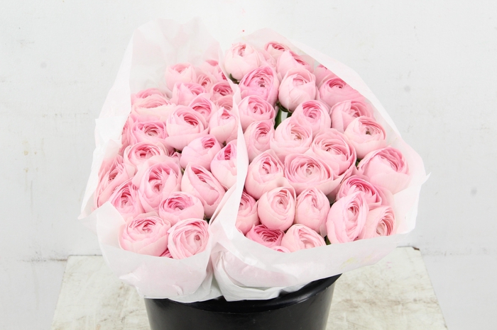 <h4>RAN SUCCES LADY</h4>