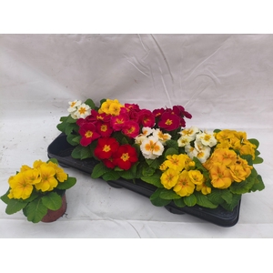 PRIM ACAULIS GEMENGD