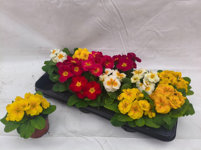 <h4>PRIM ACAULIS GEMENGD</h4>