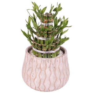 Lucky Bamboo Shape Round 3B Ø16cm Ceramic PL569