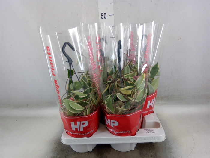 <h4>Hoya carnosa 'Floraganza Flamingo'</h4>