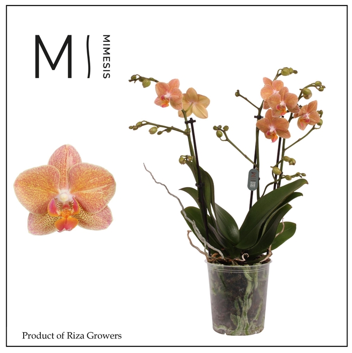 <h4>Phalaenopsis Goldrush 3 spike – 12cm | Mimesis</h4>