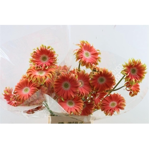 Ge Kv Pastini Rivello