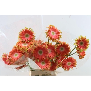 Ge Kv Pastini Rivello