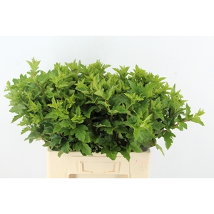 PHYSOCAR BLAD GROEN