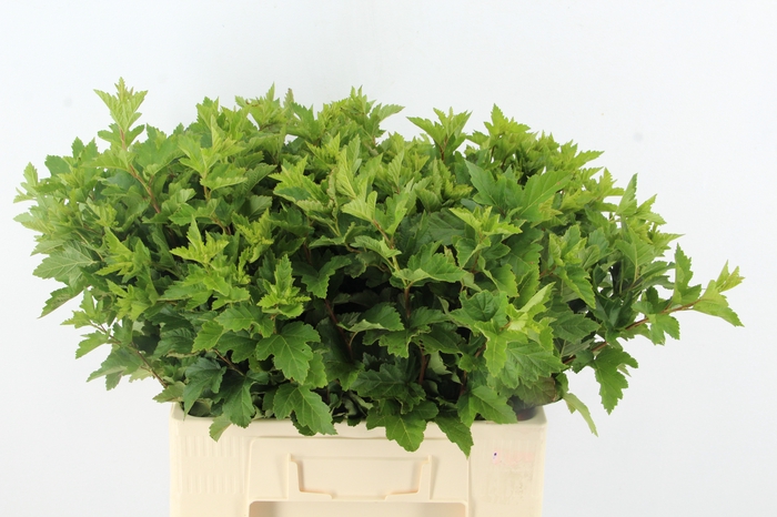 <h4>PHYSOCAR BLAD GROEN</h4>