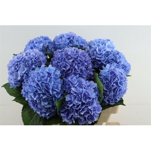 Hydr M H Moorhof Blue 60-17
