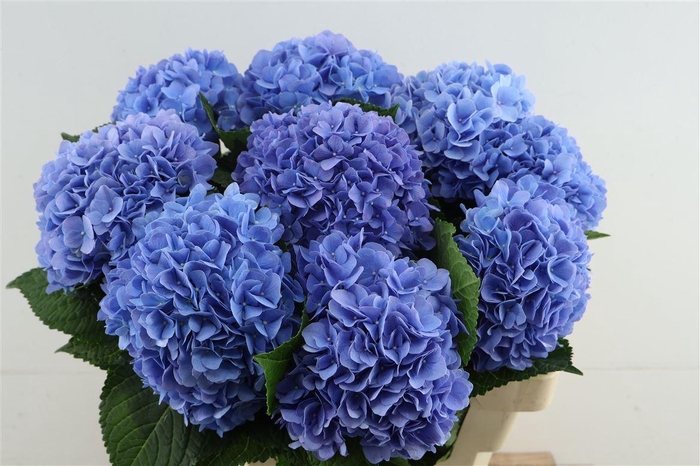 <h4>Hydr M H Moorhof Blue 60-17</h4>