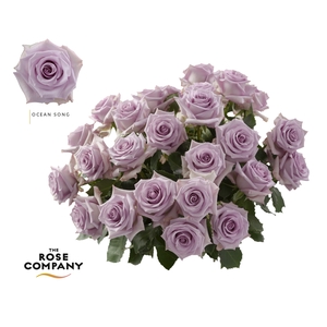Rosa Ec Ocean Song