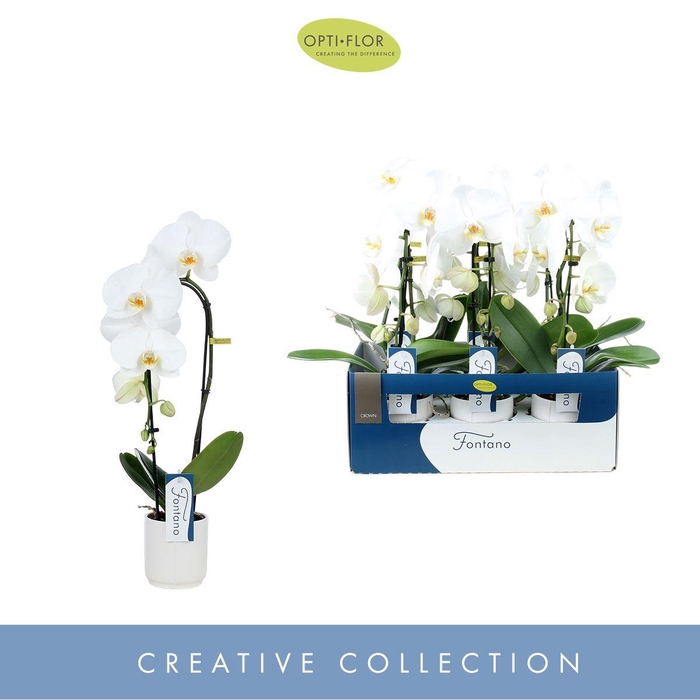 <h4>Phal Fontano Crown 1 Tak Keramiek Lazio White</h4>