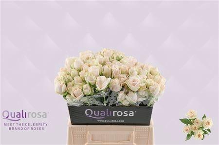 <h4>R TR SUPER BUBBLES</h4>