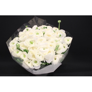 Cloni Super White Niveo