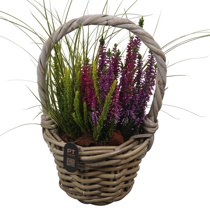 <h4>Arr.   Tuinplanten L%</h4>