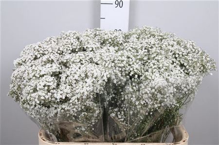<h4>Gyps Pa Million Stars (box)</h4>