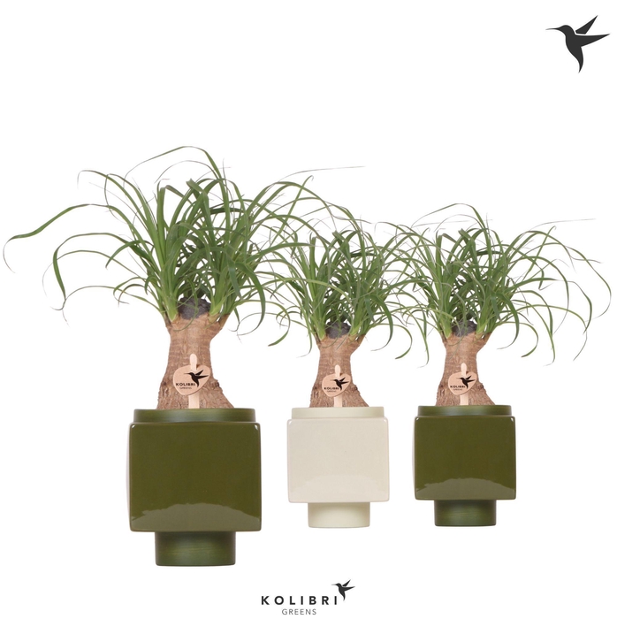 <h4>Kolibri Greens Beaucarnea in Cube pot green mix</h4>