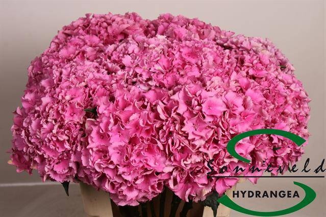 <h4>HYDR M ROYAL PARADE</h4>