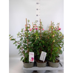 Fuchsia  'Bella Fuchsia Evita'