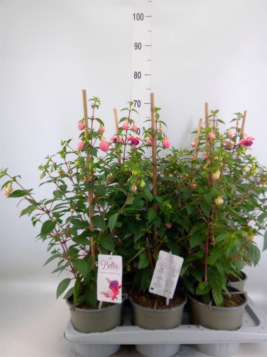 Fuchsia  'Bella Fuchsia Evita'