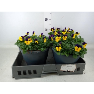 Viola corn. 'Evo Mini Marina'