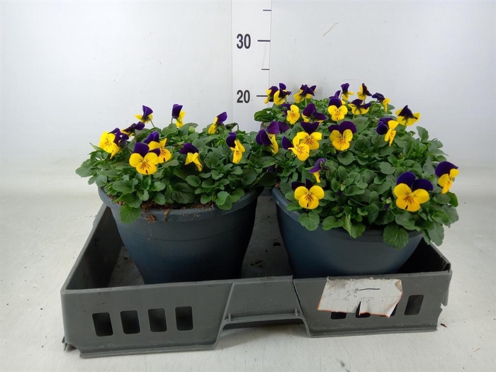<h4>Viola corn. 'Evo Mini Marina'</h4>