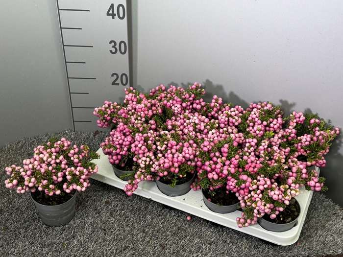 <h4>Pernettya rose Extra!</h4>