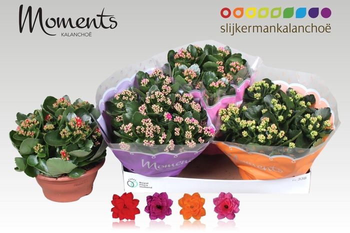 <h4>KAL GE GEM 4 KL</h4>