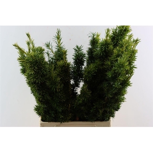 Taxus Baccata Fastigiata Aurea