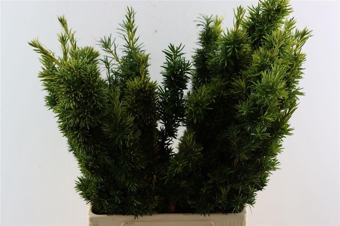 <h4>Taxus Baccata Fastigiata Aurea</h4>