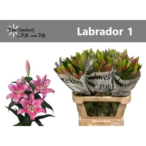 LI OT LABRADOR